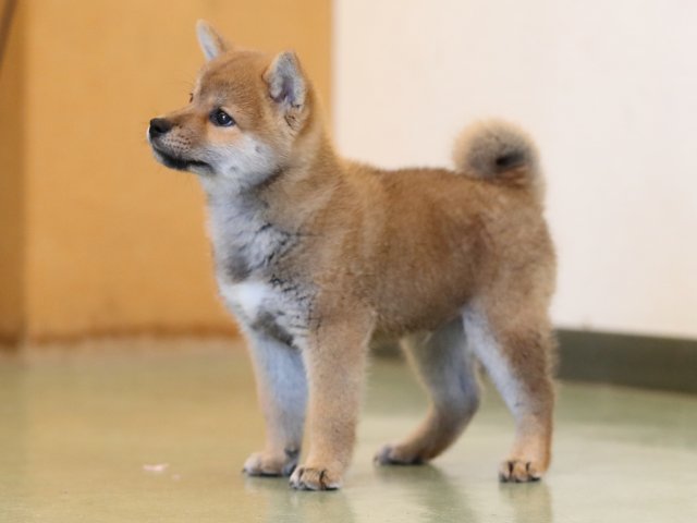 AI5I4962-puppy AI5I4962-puppy