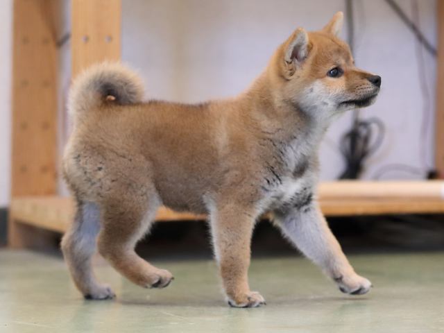 AI5I4991-puppy AI5I4991-puppy