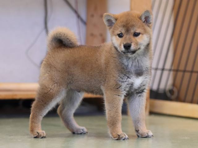 AI5I5012-puppy AI5I5012-puppy