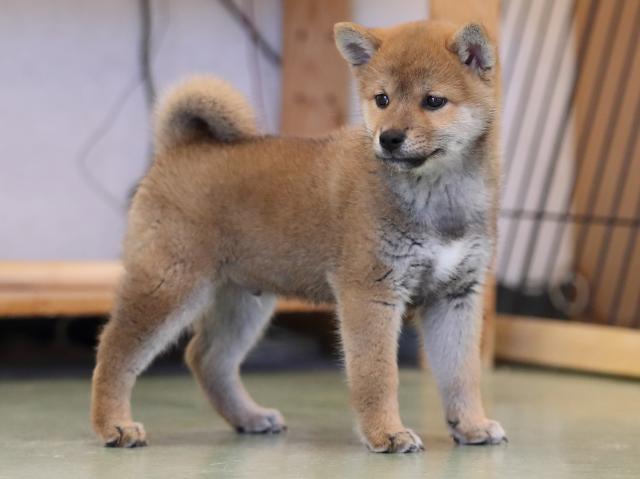 AI5I5015-puppy AI5I5015-puppy