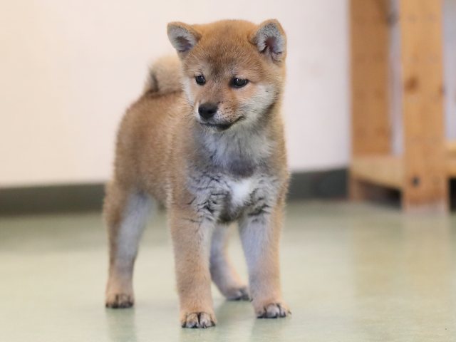 AI5I5038-puppy AI5I5038-puppy