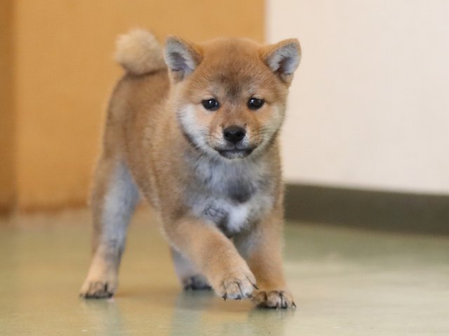 AI5I5049-puppy AI5I5049-puppy