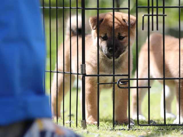 AI5I5063-puppy AI5I5063-puppy