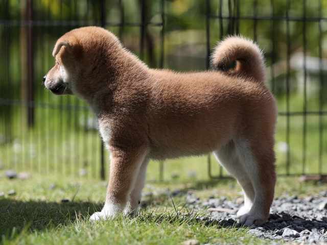AI5I5069-puppy AI5I5069-puppy