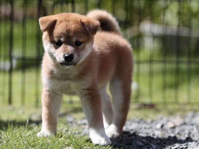 AI5I5080-puppy AI5I5080-puppy
