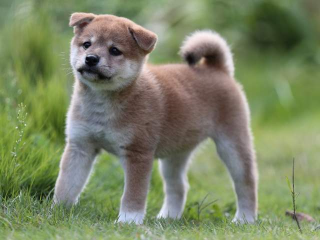 AI5I5131-puppy AI5I5131-puppy