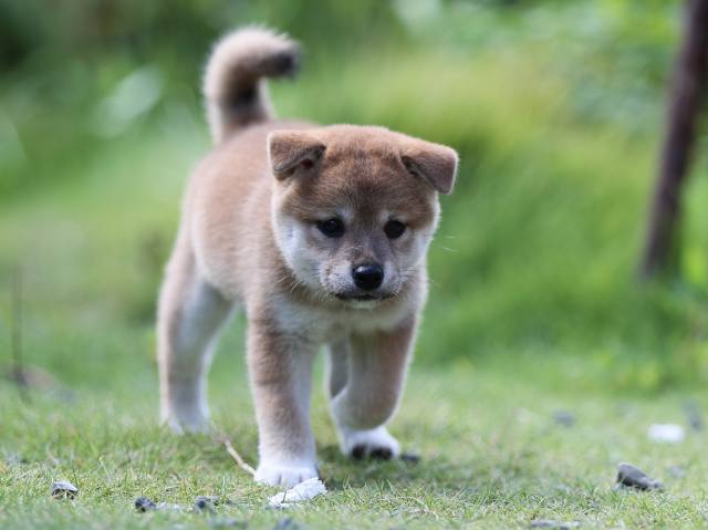 AI5I5142-puppy AI5I5142-puppy
