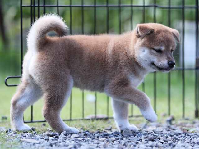 AI5I5194-puppy AI5I5194-puppy
