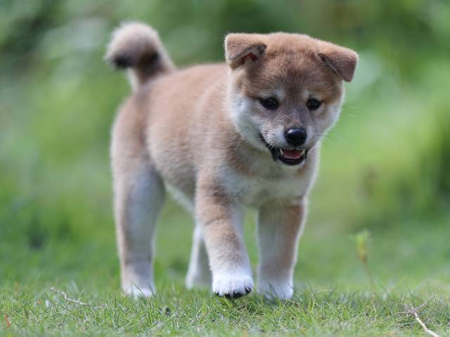 AI5I5218-puppy AI5I5218-puppy