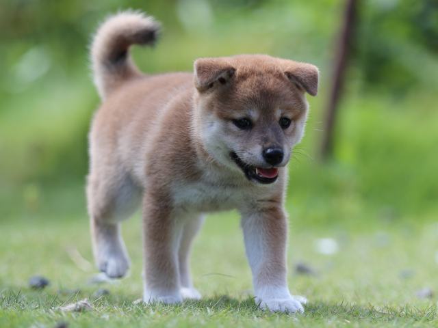 AI5I5224-puppy AI5I5224-puppy