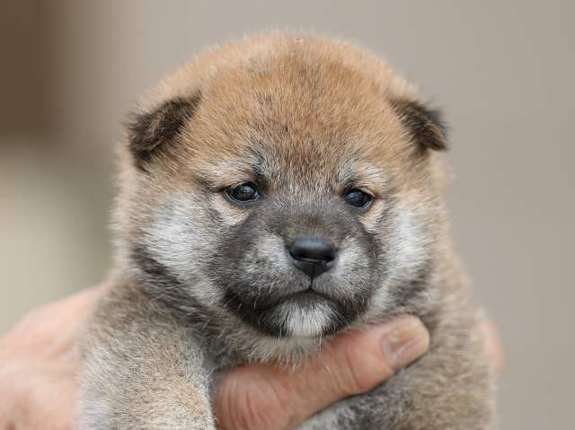 AI5I5247-puppy AI5I5247-puppy