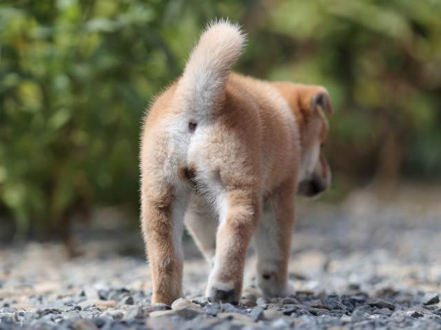 AI5I5281-puppy AI5I5281-puppy
