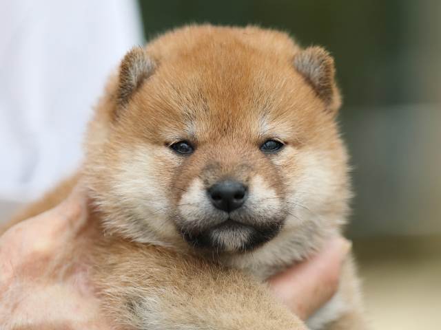 AI5I5292-puppy AI5I5292-puppy