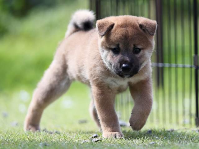 AI5I5296-puppy AI5I5296-puppy