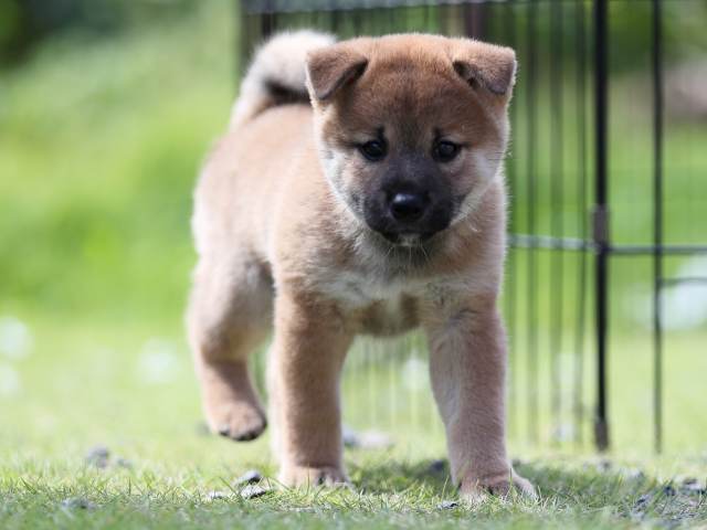 AI5I5298-puppy AI5I5298-puppy