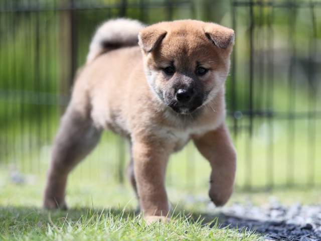 AI5I5314-puppy AI5I5314-puppy