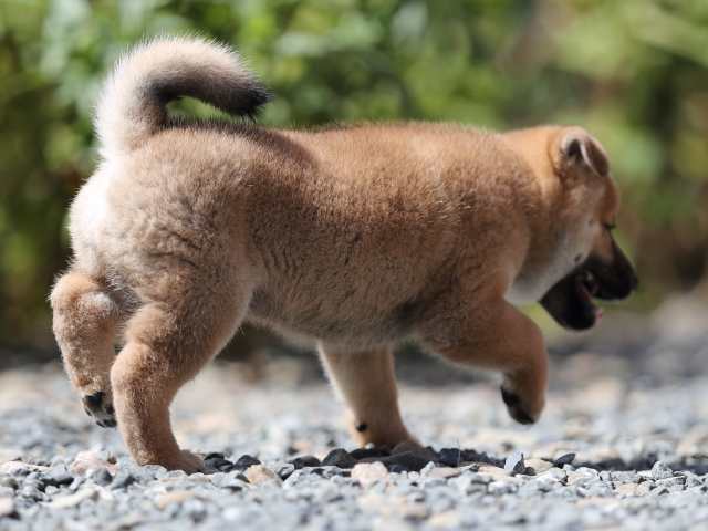 AI5I5328-puppy AI5I5328-puppy