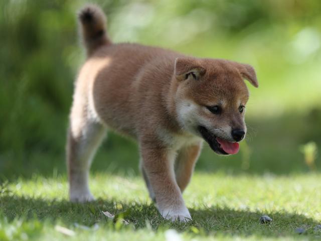 AI5I5360-puppy AI5I5360-puppy
