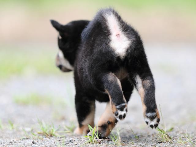AI5I5366-puppy AI5I5366-puppy