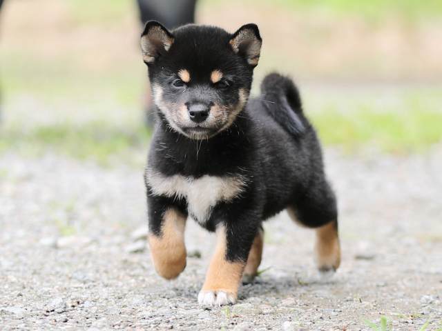 AI5I5374-puppy AI5I5374-puppy