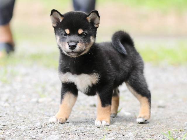 AI5I5377-puppy AI5I5377-puppy