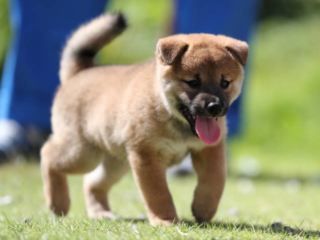 AI5I5404-puppy AI5I5404-puppy