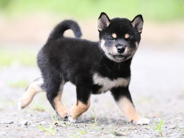 AI5I5419-puppy AI5I5419-puppy