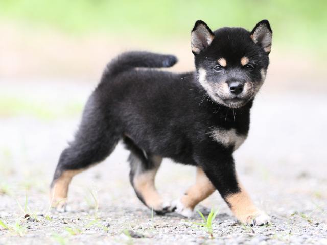 AI5I5421-puppy AI5I5421-puppy
