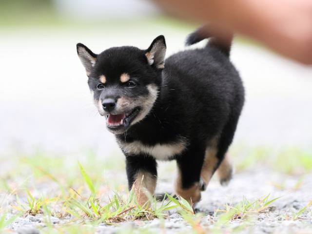 AI5I5430-puppy AI5I5430-puppy