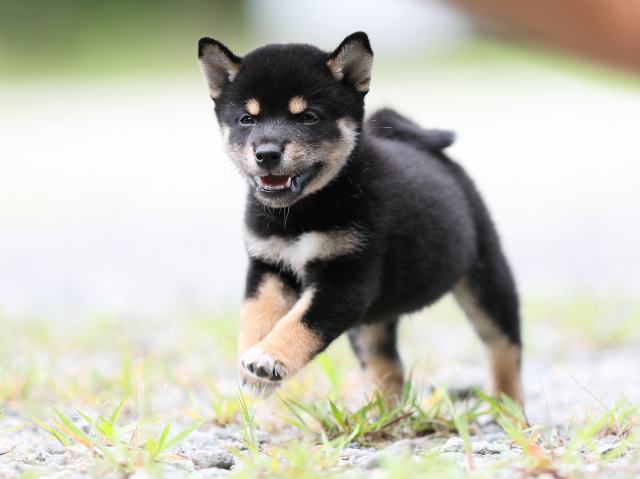 AI5I5432-puppy AI5I5432-puppy