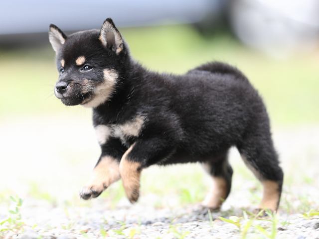 AI5I5467-puppy AI5I5467-puppy