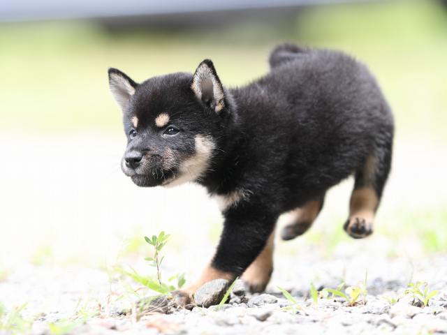 AI5I5469-puppy AI5I5469-puppy