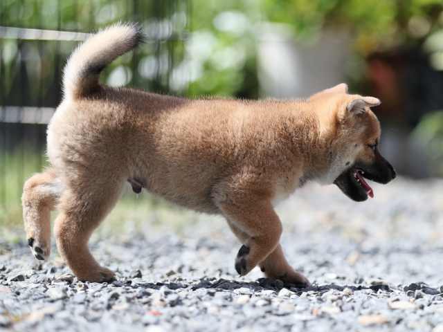 AI5I5471-puppy AI5I5471-puppy