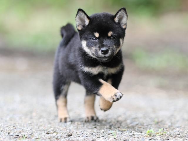 AI5I5482-puppy AI5I5482-puppy