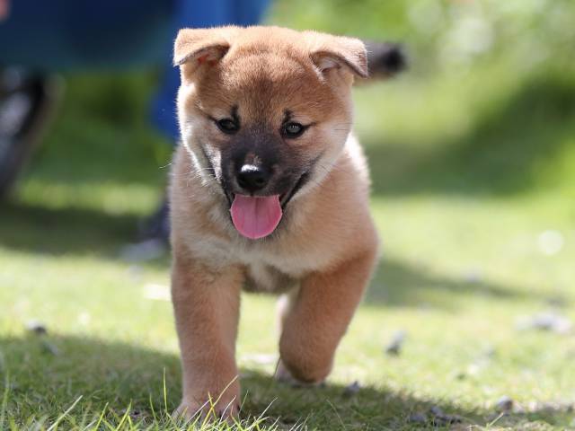 AI5I5496-puppy AI5I5496-puppy