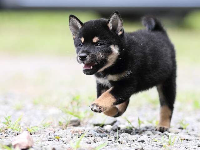 AI5I5526-puppy AI5I5526-puppy