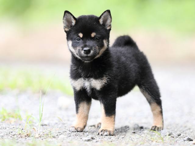 AI5I5576-puppy AI5I5576-puppy