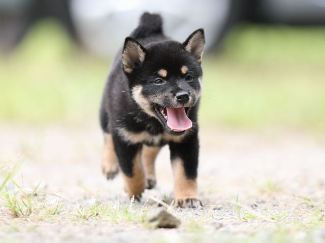 AI5I5586-puppy AI5I5586-puppy