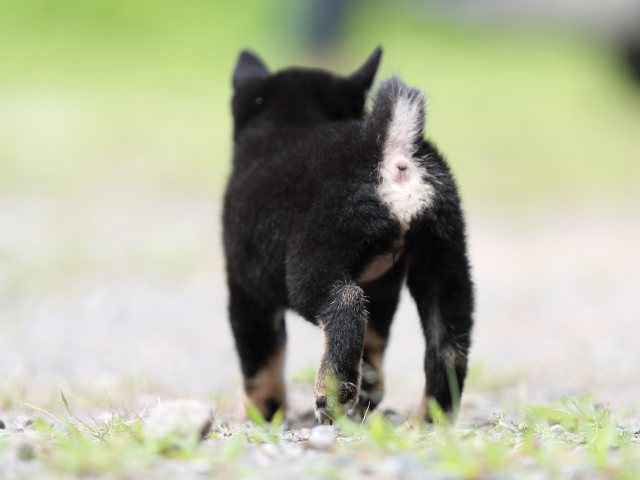 AI5I5645-puppy AI5I5645-puppy