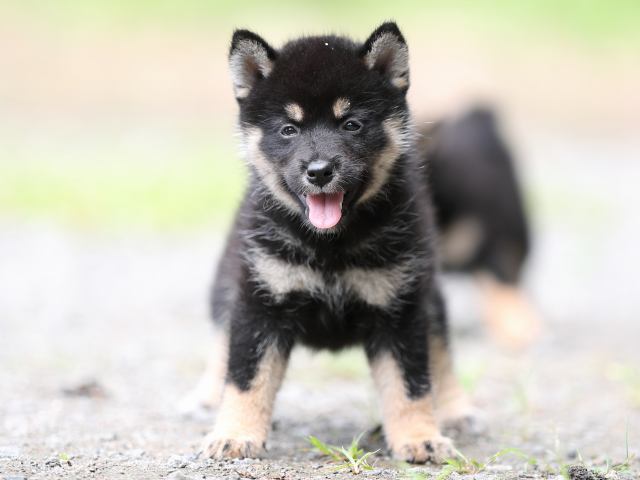 AI5I5708-puppy AI5I5708-puppy