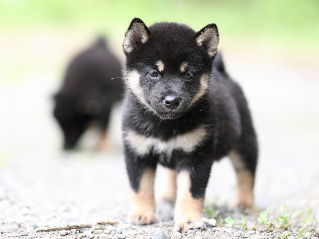 AI5I5730-puppy AI5I5730-puppy