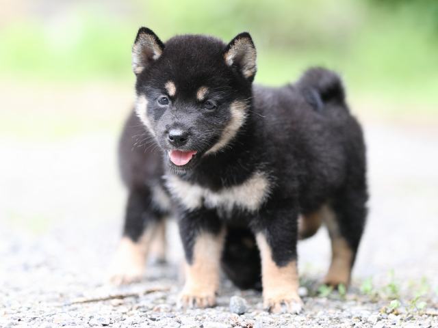 AI5I5743-puppy AI5I5743-puppy