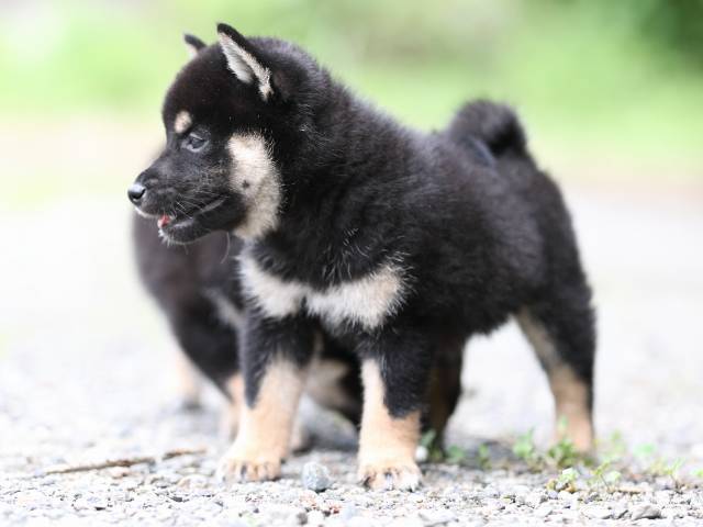 AI5I5744-puppy AI5I5744-puppy