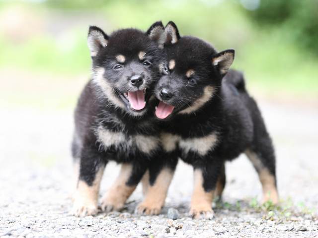 AI5I5752-puppy AI5I5752-puppy