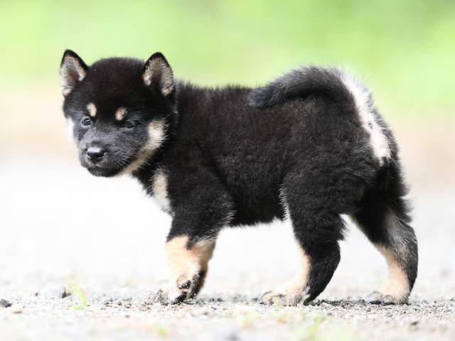 AI5I5778-puppy AI5I5778-puppy