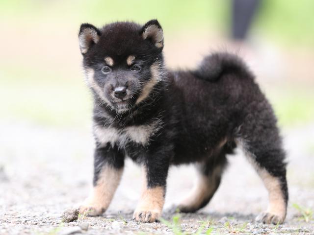AI5I5784-puppy AI5I5784-puppy