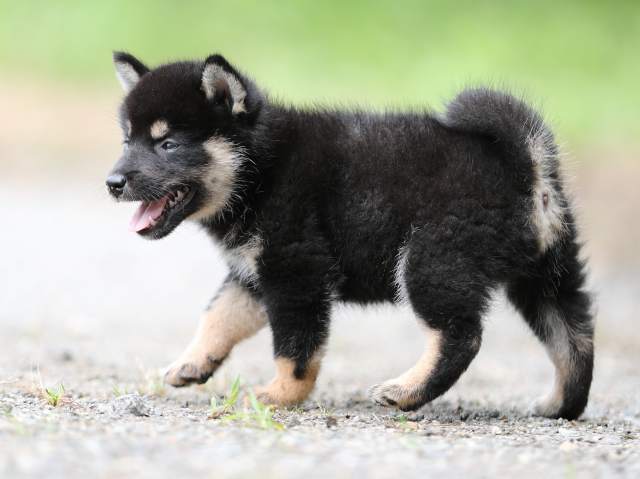 AI5I5795-puppy AI5I5795-puppy