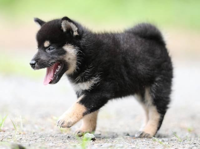 AI5I5810-puppy AI5I5810-puppy