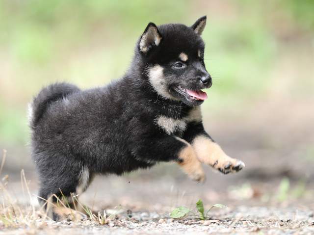 AI5I5839-puppy AI5I5839-puppy