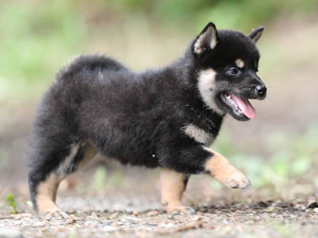 AI5I5845-puppy AI5I5845-puppy